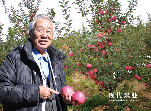 上图为2013年10月15日中国农科院汪景彦教授考察神富一号（烟富8）并盛赞其优良经济性状