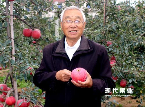 2014年10月20日，果树专家汪景彦考察现代果业示范基地；并再次赞许烟富8(神富一号)的优良经济性状。