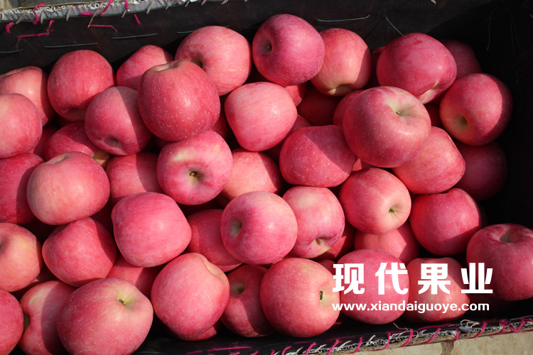 神富一号(烟富8)苹果新品种