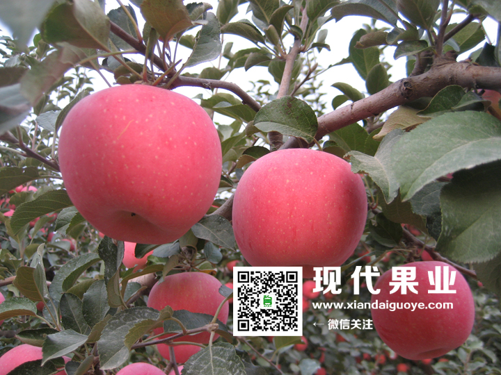 神富一号（烟富8）苹果新品种