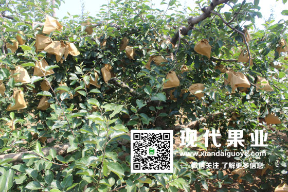 夏季果园管理,苹果施肥技术,苹果新品种