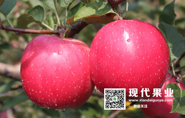 苹果秋季管理,苹果新品种苗木,脱毒苹果苗