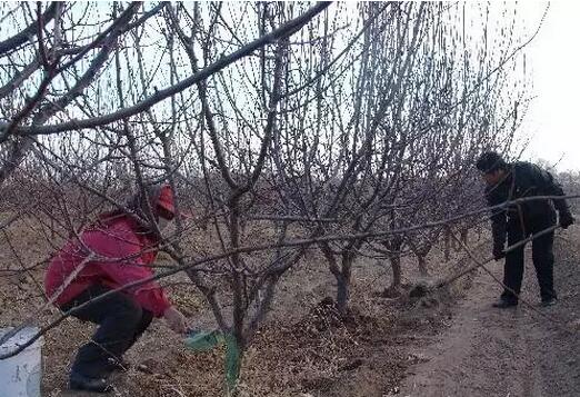 果园施肥管理、冬季果树管理,矮化苹果苗
