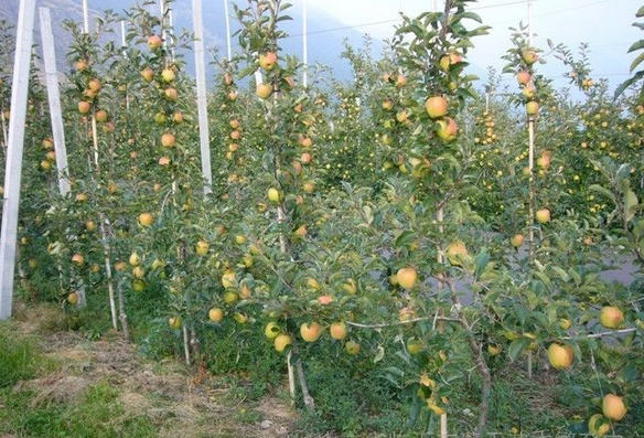 矮化苹果苗,脱毒苹果苗,苹果矮化品种,果园管理技术,苹果苗,樱桃苗