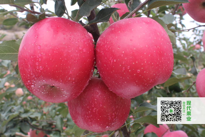 神富一号,烟富8,苹果品种,脱毒苹果苗,矮化苹果苗,苹果新品种,果树新品种,懒富,樱桃苗